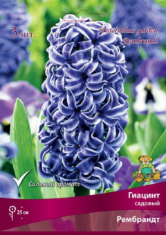 Гиацинт садовый Рембрандт 14-15/К 3шт