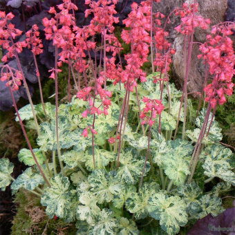 Гейхера гибридная Сноу Энджел (С2)