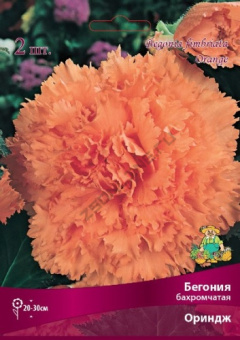 begonia_bahrom_oringe_kaper