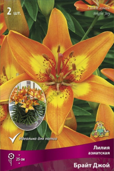 Лилия азиатская Брайт Джой 12-14/К 2шт