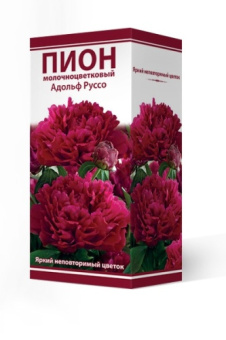 Пион молочноцветковый Адольф Руссо 2-3/К