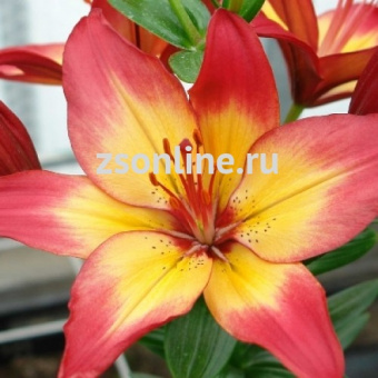 Изображение загружено обработкой по данным файла Excel