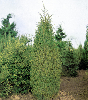 juniperus-communis-hibernica-2