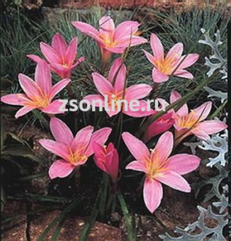 Изображение загружено обработкой по данным файла Excel