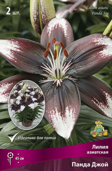 Лилия Азиатская Панда Джой 2шт