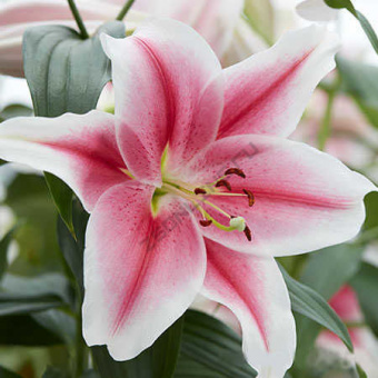 Лилия ОТ-Гибрид Мисс Марпл