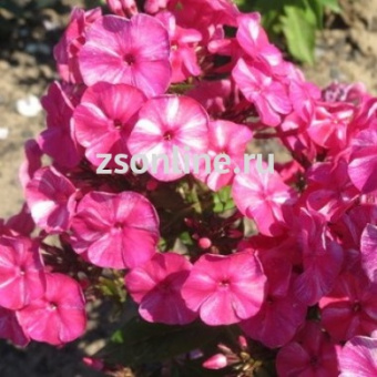 Изображение загружено обработкой по данным файла Excel