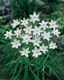 Изображение загружено обработкой по данным файла Excel