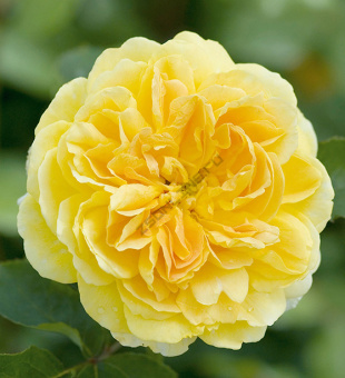 Роза английская парковая Мулинекс