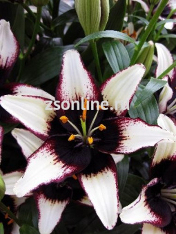 Изображение загружено обработкой по данным файла Excel