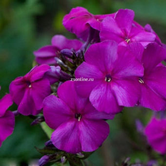 Изображение загружено обработкой по данным файла Excel