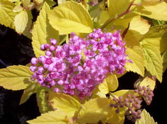 Спирея японская Кэндллайт