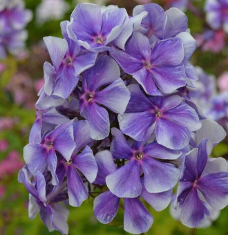 Флокс метельчатый Капитан (С2)