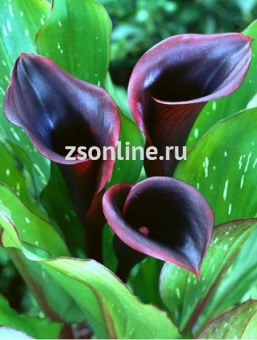 Изображение загружено обработкой по данным файла Excel