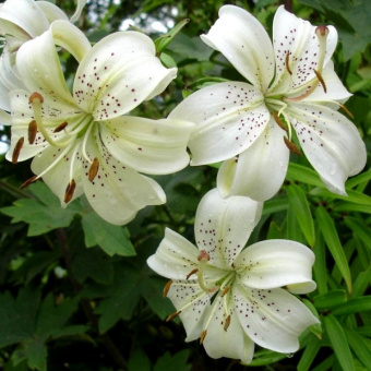 Лилия Азиатская Уайт Твинкл