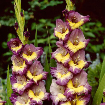 Гладиолус Dynamite