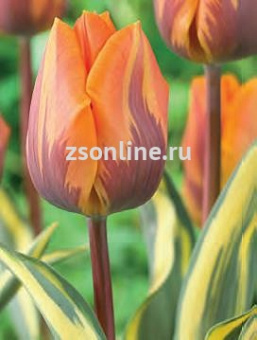 Изображение загружено обработкой по данным файла Excel