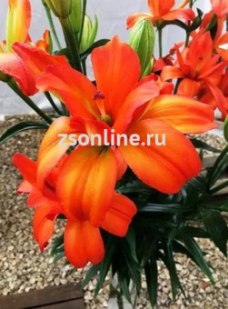 Изображение загружено обработкой по данным файла Excel