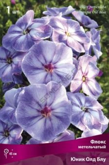 Флокс метельчатый Юник Олд Блу (сиренево-голубой с белым центром, куст компактный) 1шт