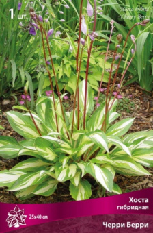 hosta_gibrid_cherry_berry_kaper