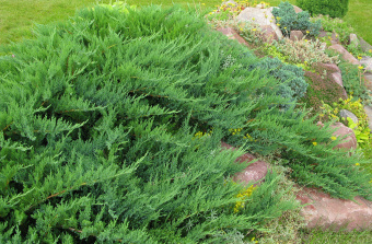 Можжевельник казацкий Tamariscifolia Р19,25-30см