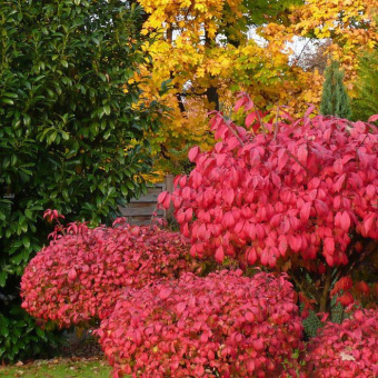 Бересклет крылатый Компакта