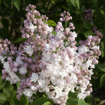 Изображение загружено обработкой по данным файла Excel