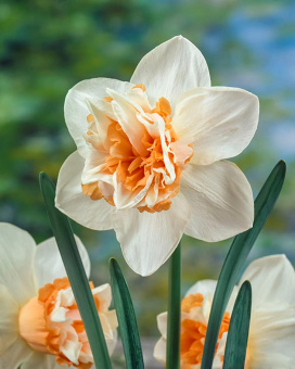 Нарцисс Махровый Экстраваганца