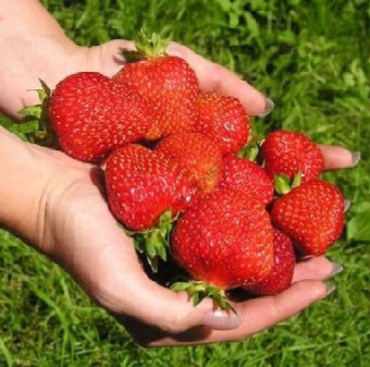 Земляника садовая Лорд (Р9)