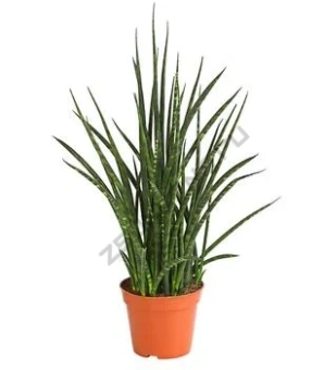 Сансевиерия D9см H25см