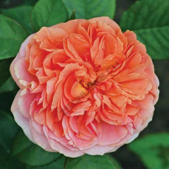 rosa_park_chipendail