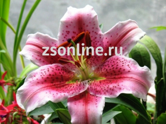 Изображение загружено обработкой по данным файла Excel