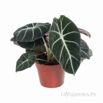 Алоказия Блэк Вельвет d12 h30