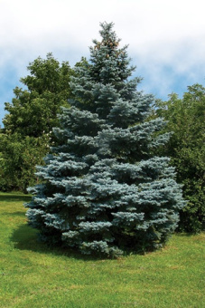 Ель колючая Глаука C5 50-70 см