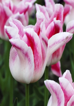 Тюльпан Lily-Flowering 4 71673 2