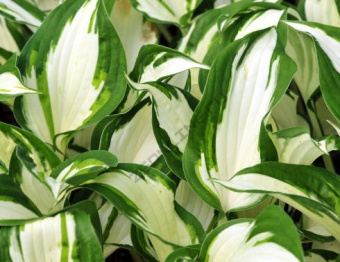 Hosta Fire and Ice (2)