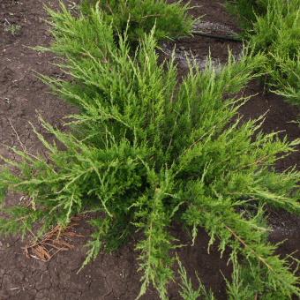 Можжевельник средний Mint Julep Р19,30-40см