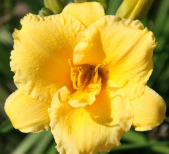 Лилейник гибридный Эгг Йоук