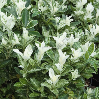 Изображение загружено обработкой по данным файла Excel