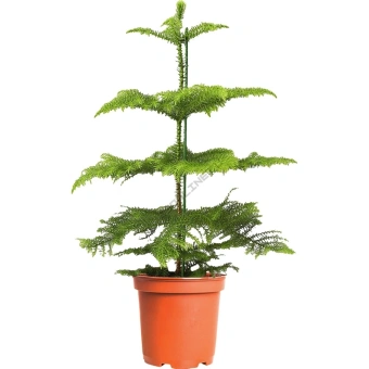 Араукария D12 h45