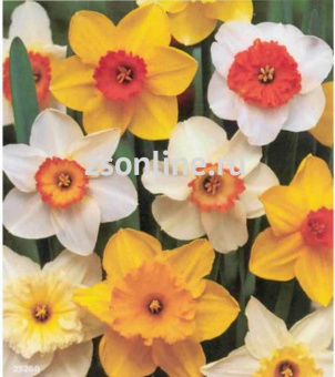 Изображение загружено обработкой по данным файла Excel