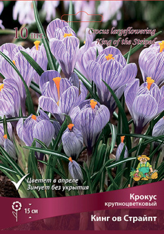Крокус крупноцветковый Кинг ов Страйпт 7-8/К 10шт