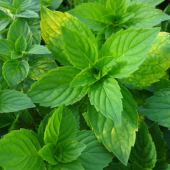 Мята Джинджер Минт (С1,5)