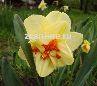 Изображение загружено обработкой по данным файла Excel