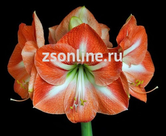 Изображение загружено обработкой по данным файла Excel