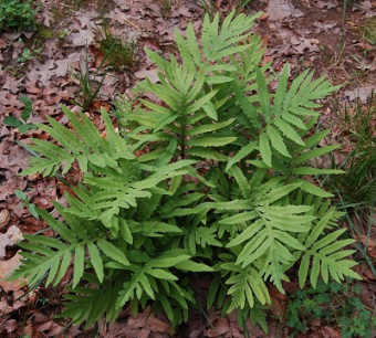 Оноклея чувствительная/К