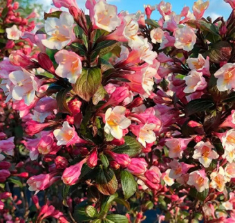 Вейгела цветущая Винтаж Лав/ЦКорЛюкс