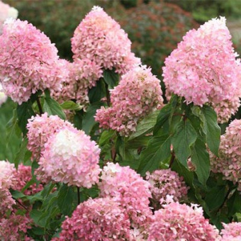 Гортензия метельчатая Пинкачу/ЦКорЛюкс