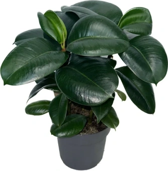 Фикус эластика София D-29 H70см