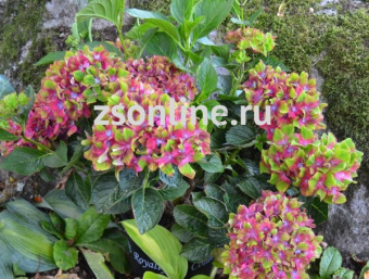 Изображение загружено обработкой по данным файла Excel